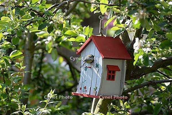 Tit and nesting box [IBR124072741]