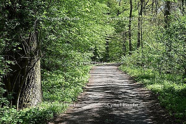 Waldweg [IBR124072742]