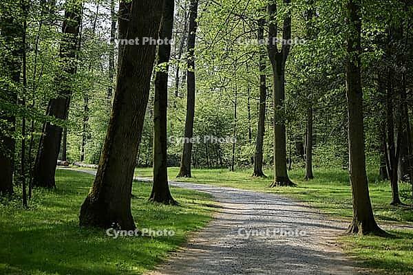 Waldweg [IBR124072744]