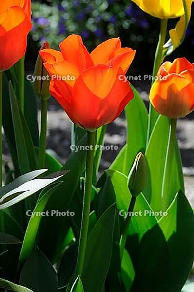 Tulip [IBR124072746]