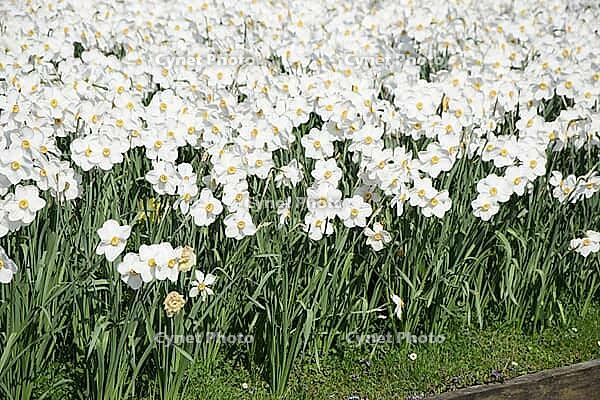 Daffodils [IBR124072747]