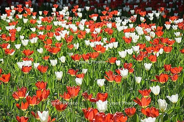 Red and white tulips [IBR124072748]