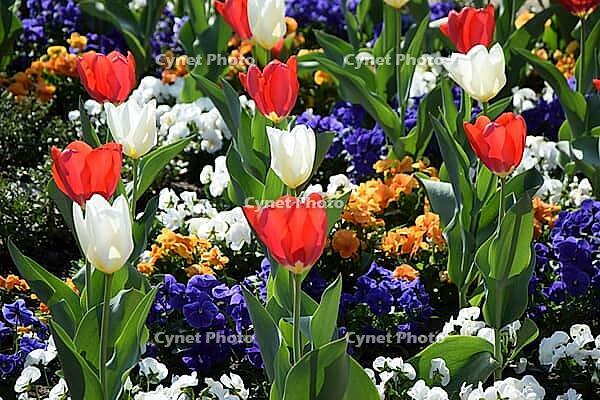 Red and white tulips [IBR124072749]