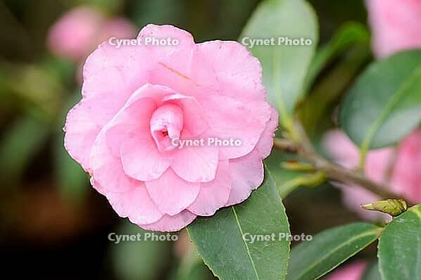 Peony [IBR124072761]