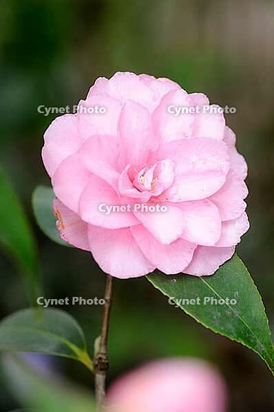 Peony [IBR124072762]