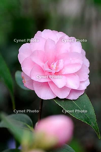 Peony [IBR124072763]