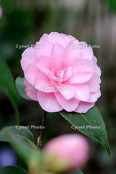 Peony [IBR124072765]