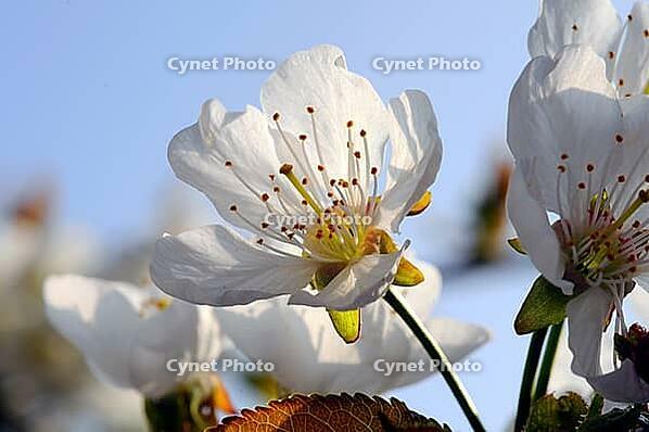 Cherry blossoms [IBR124072767]