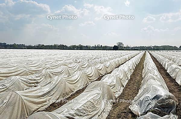 Asparagus [IBR124072769]