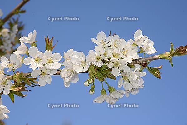 Cherry blossoms [IBR124072770]