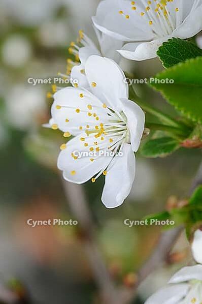 Cherry blossoms [IBR124072771]