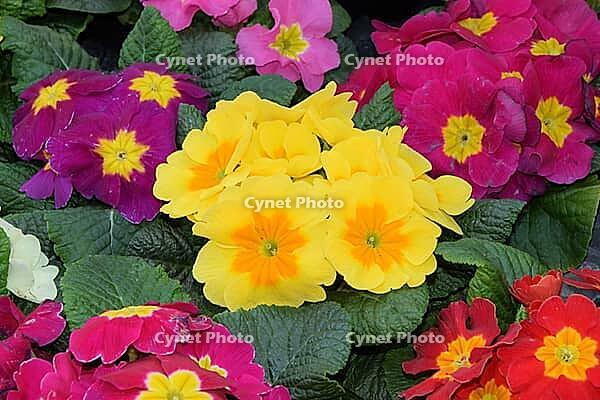 Primroses [IBR124072772]