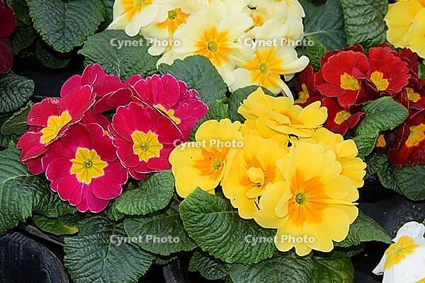 Primroses [IBR124072773]