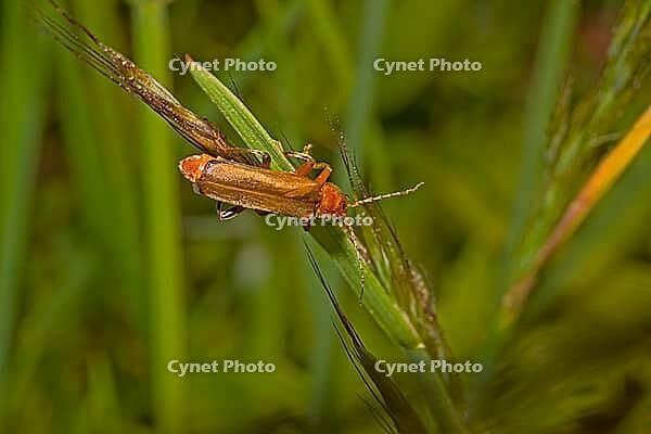 Weichkäfer Cantharis livida [IBR124083569]