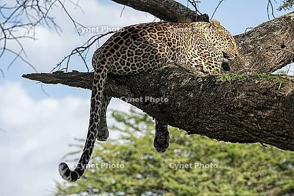 Leopard (Panthera pardus), also panther or panther, resting, sleeping, Ndutu Conservation Area, Tanzania [IBR124083571]