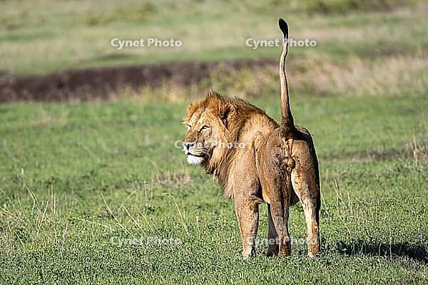 Lion (Panthera leo), male, dorsal view, raises tail, Ngorongoro Conservation Area, Tanzania [IBR124083572]