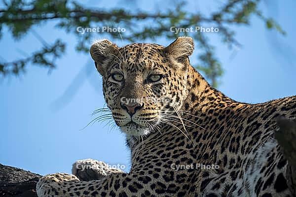 Leopard (Panthera pardus), also panther or panther, animal portrait, eye contact, Ndutu Conservation Area, Tanzania [IBR124083573]