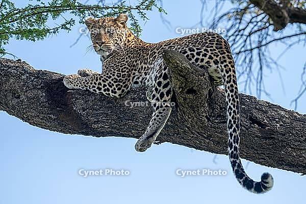 Leopard (Panthera pardus), also panther or panther, resting on branch, Ndutu Conservation Area, Tanzania [IBR124083574]