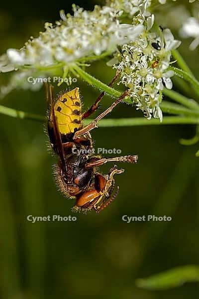 Hornisse mit Beute Vespa crabro [IBR124083576]