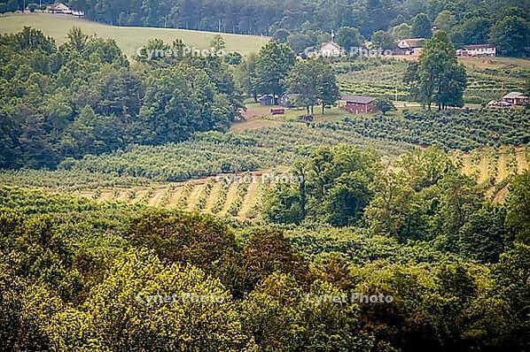 Vinyard in a distance of virginia mountains [IBR124083583]