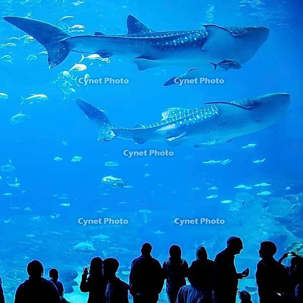 Whale sharks swimming in aquarium with people observing [IBR124083585]