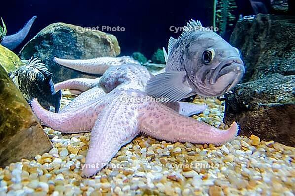 Garden of coral just beneath the water's surface [IBR124083586]