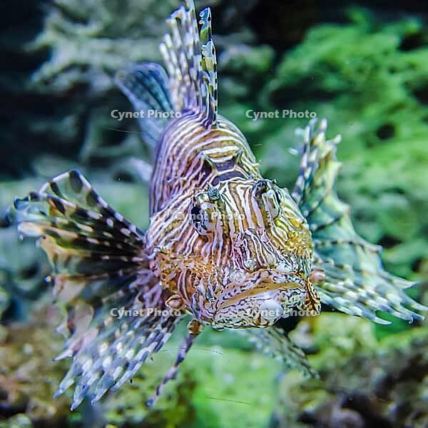 Poisonous exotic zebra lion fish [IBR124083587]