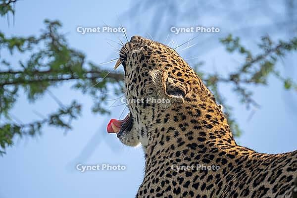 Leopard (Panthera pardus), also panther or panther, animal portrait, yawning, Ndutu Conservation Area, Tanzania [IBR124083598]