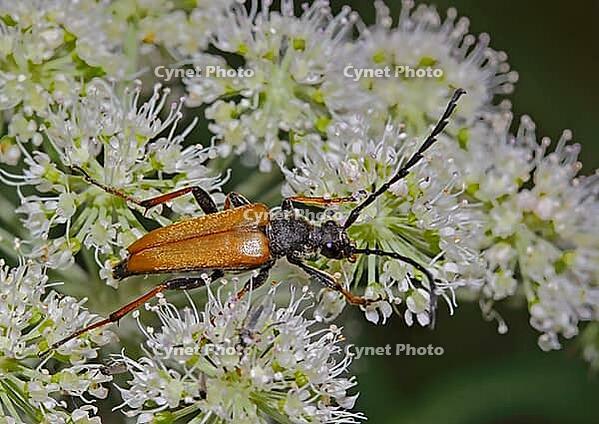 Rothalsbock Stictoleptura rubra [IBR124083599]