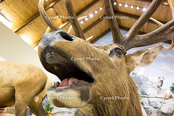 Taxidermy stuffed deer buck [IBR124083600]