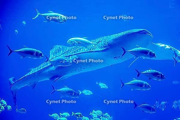 Whale sharks swimming in aquarium with people observing [IBR124083622]