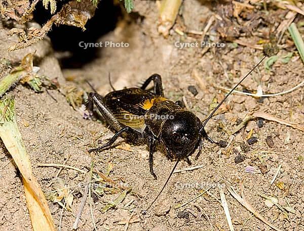 Feldgrille Gryllus campestris [IBR124083628]