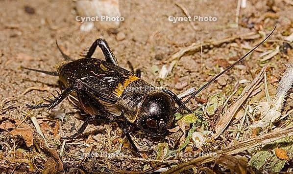 Feldgrille Gryllus campestris [IBR124083629]