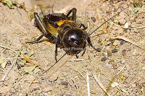 Feldgrille Gryllus campestris [IBR124083630]