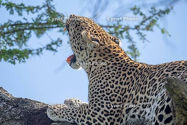 Leopard (Panthera pardus), also panther or panther, animal portrait, yawning, Ndutu Conservation Area, Tanzania [IBR124083636]