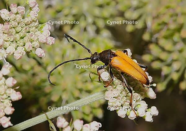 Rothalsbock Stictoleptura rubra [IBR124083637]