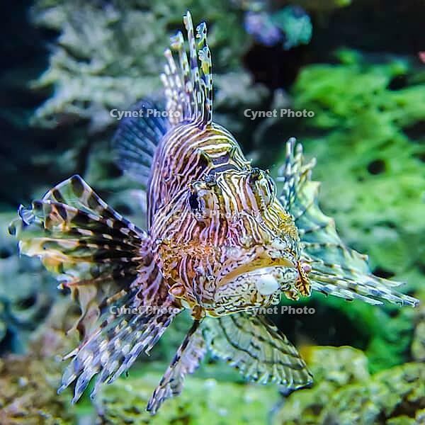 Poisonous exotic zebra lion fish [IBR124083643]