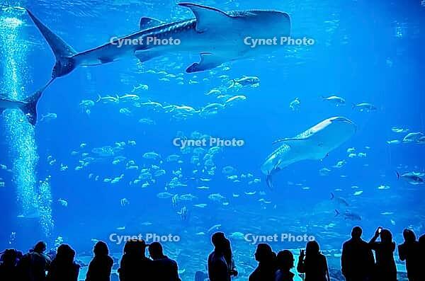 Whale sharks swimming in aquarium with people observing [IBR124083644]