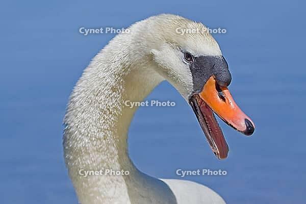 Höckerschwan Cygnus olor [IBR124083651]