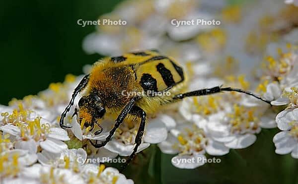 Pinselkäfer Trichius fasciatus [IBR124083652]
