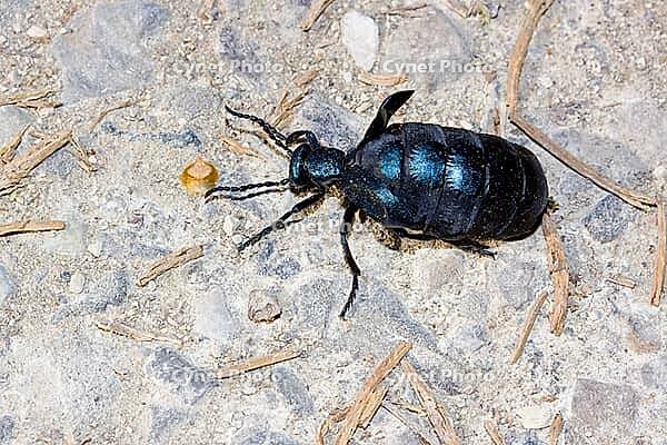 Schwarzer Maiwurm Meloe proscarabaeus [IBR124083653]