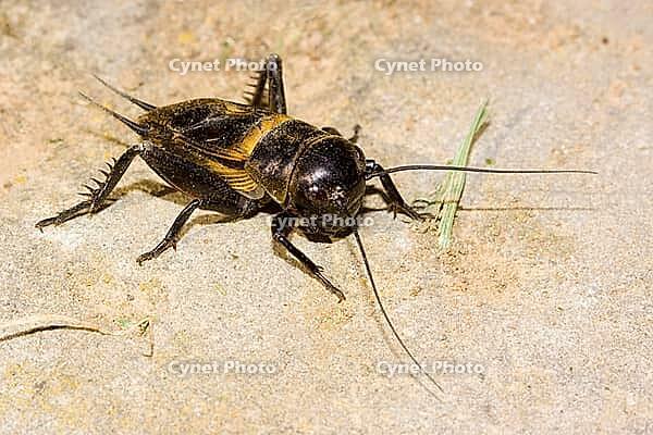 Feldgrille Gryllus campestris [IBR124083654]