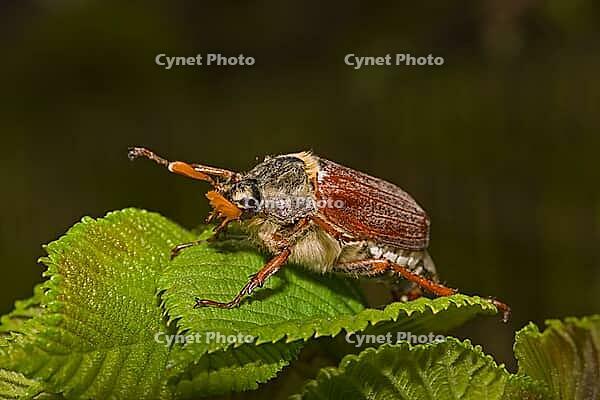 Feldmaikäfer Melolontha melolontha [IBR124083655]