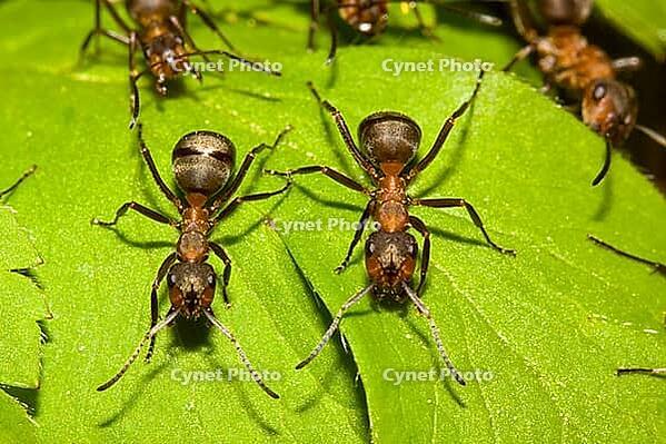 Rote Waldameise Formica rufa [IBR124083656]