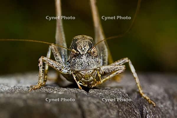Westliche Beißschrecke Platycleis albopunctata [IBR124083657]