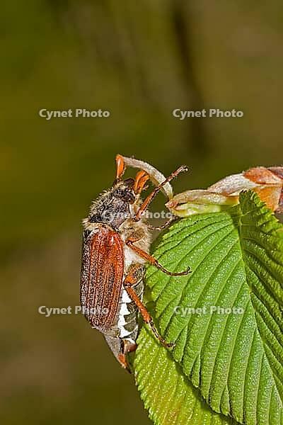 Feldmaikäfer Melolontha melolontha [IBR124083658]