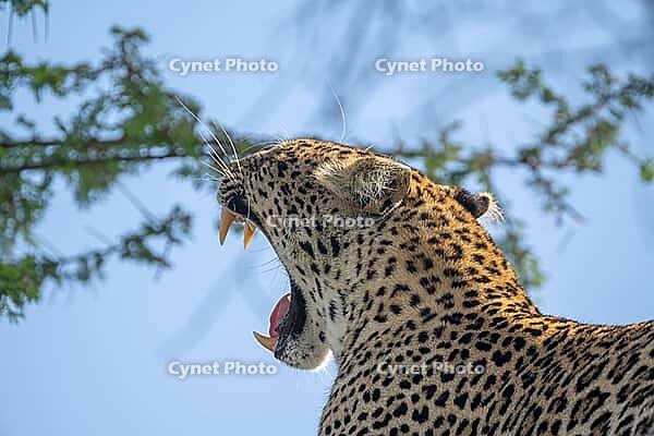 Leopard (Panthera pardus), also panther or panther, animal portrait, yawning, Ndutu Conservation Area, Tanzania [IBR124083659]