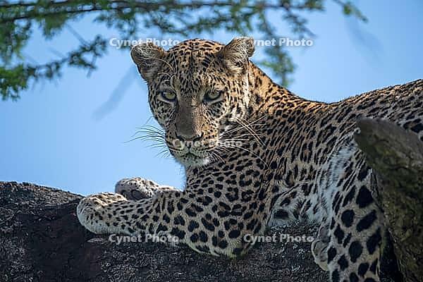 Leopard (Panthera pardus), also known as panther, on a tree branch, animal portrait, eye contact, Ndutu Conservation Area, Tanzania [IBR124083660]