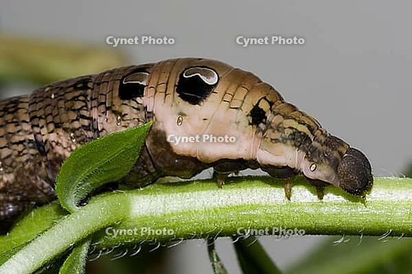 Mittlerer Weinschwärmer Deilephila elpenor Raupe [IBR124083663]