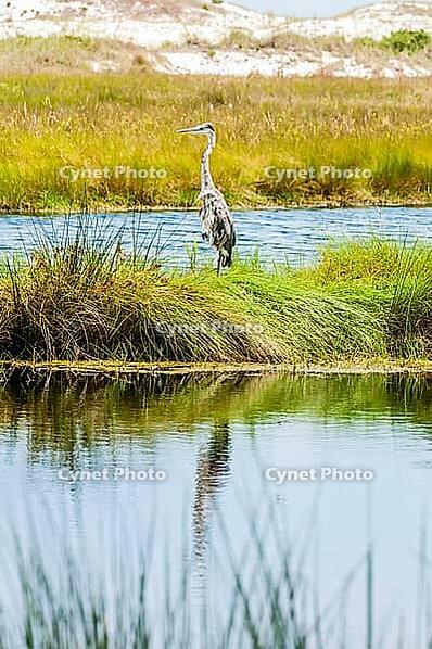 Great blue heron poses in florida wetlands [IBR124083665]